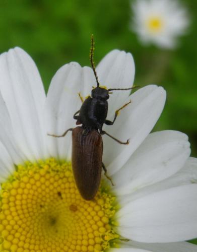 Réf. 258 370 : Athous sp.
